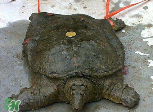 甲魚是烏龜嗎？甲魚是王八嗎？