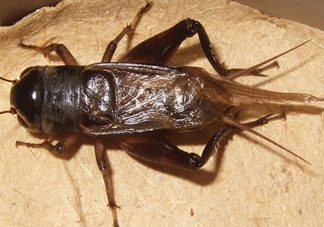 蟋蟀和蛐蛐一樣嗎？家里有蛐蛐怎么辦