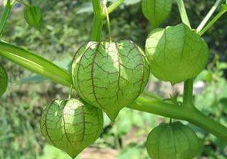 燈籠果什么時候種植？燈籠果怎么種植？