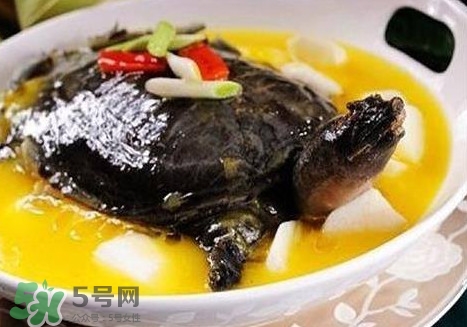 甲魚是魚嗎？甲魚是發(fā)物嗎