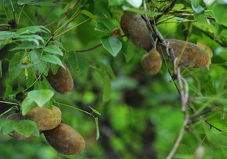 八月瓜可以經(jīng)常吃嗎？八月瓜可以多吃嗎？