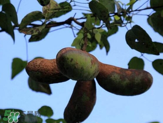 八月瓜能放冰箱嗎？八月瓜怎么保存？