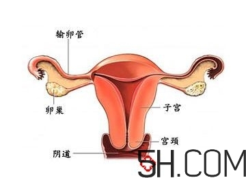 子宮畸形有哪些？子宮畸形有什么影響？