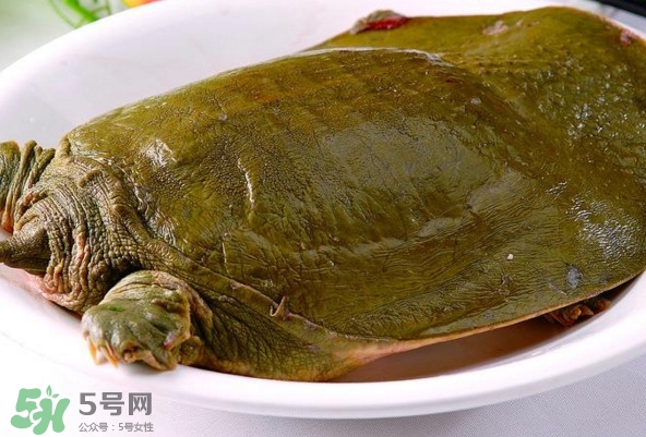 甲魚是熱性還是涼性？甲魚是淡水魚嗎