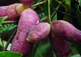 八月瓜的籽怎么吃？八月瓜籽的功效作用