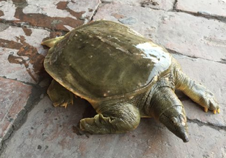 腳魚是什么？腳魚和烏龜?shù)膮^(qū)別