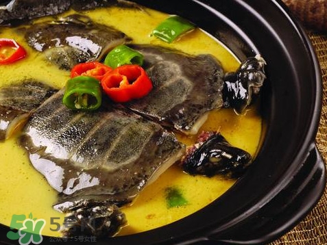 甲魚又叫什么？甲魚吃什么食物