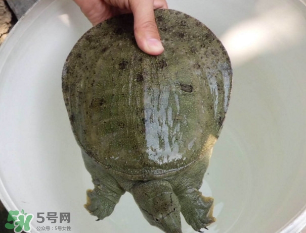 腳魚不能和什么一起吃？腳魚可以燉蟲草嗎