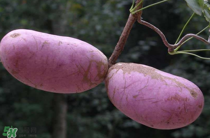 八月瓜可以經(jīng)常吃嗎？八月瓜可以多吃嗎？