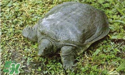 甲魚是烏龜嗎？甲魚是王八嗎？