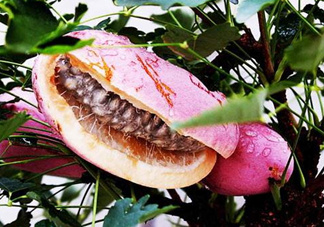 八月瓜的藥用價(jià)值有哪些？八月瓜能治什么??？