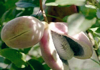 八月瓜能放冰箱嗎？八月瓜怎么保存？