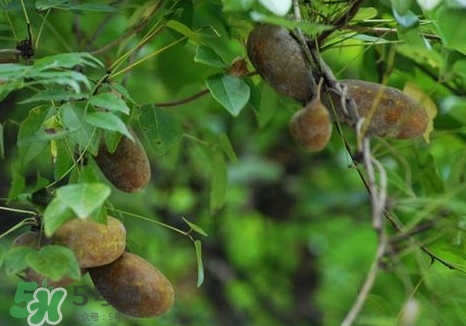 八月瓜可以經(jīng)常吃嗎？八月瓜可以多吃嗎？