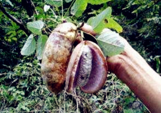 八月瓜可以補(bǔ)腎嗎？八月瓜的營(yíng)養(yǎng)價(jià)值