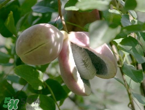 八月瓜可以補(bǔ)腎嗎？八月瓜的營養(yǎng)價值