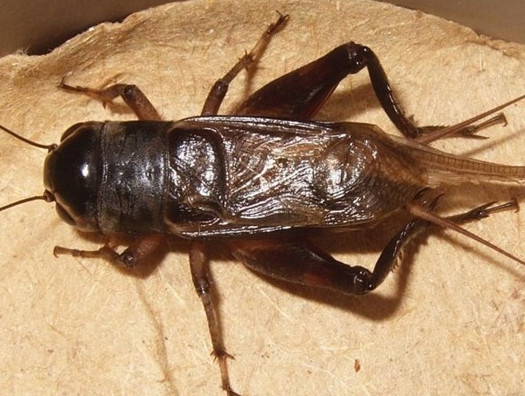 蟋蟀和蛐蛐一樣嗎？家里有蛐蛐怎么辦