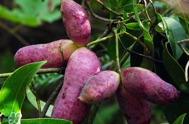 八月瓜能放冰箱嗎？八月瓜怎么保存？