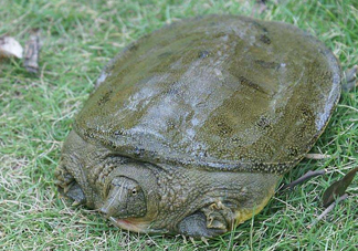 腳魚怎么殺？腳魚孕婦可以吃嗎