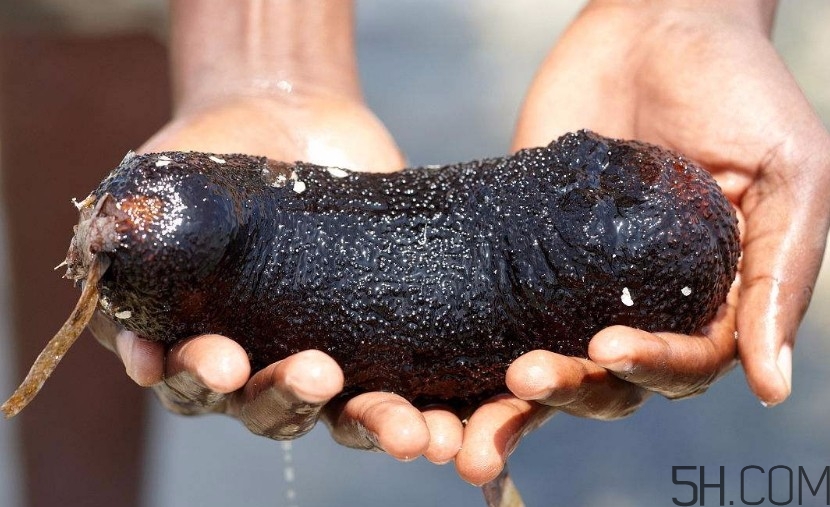 海參一次吃多少合適？海參吃多了會怎樣？