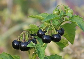 龍葵果是黑天天嗎？龍葵果是黑枸杞嗎？