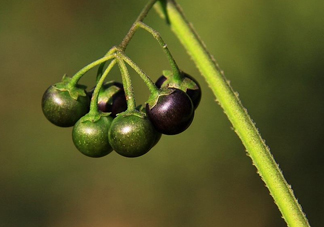 龍葵果可以治療近視眼嗎？龍葵果可以泡水喝嗎