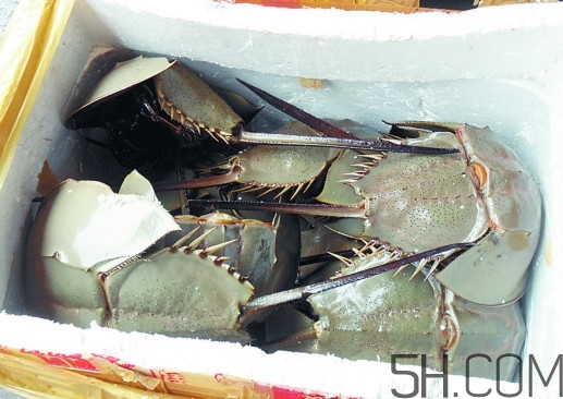 中華鱟多少錢一斤？中華鱟有什么藥用價(jià)值