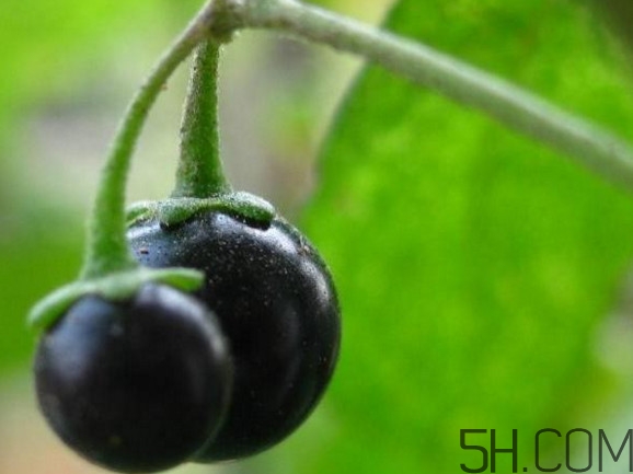 龍葵果可以吃嗎？龍葵果能不能當水果吃