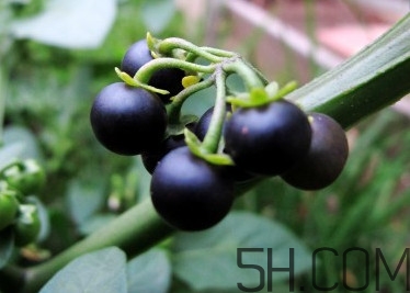 龍葵果可以吃嗎？龍葵果能不能當水果吃