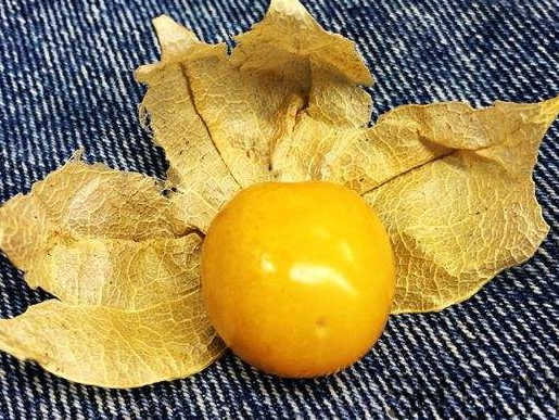 姑娘果能多吃嗎？姑娘果一次吃多少？