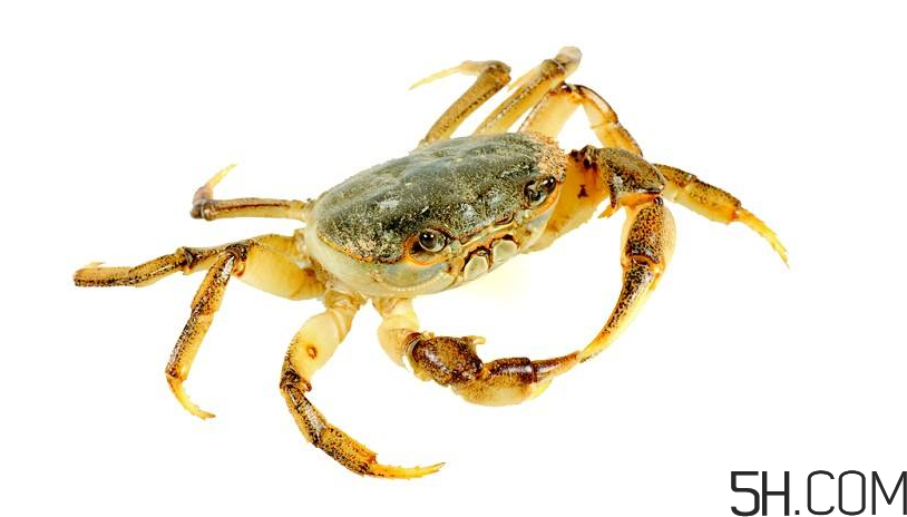 螃蟹煮多久？螃蟹的價格