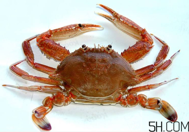 螃蟹煮多久？螃蟹的價格