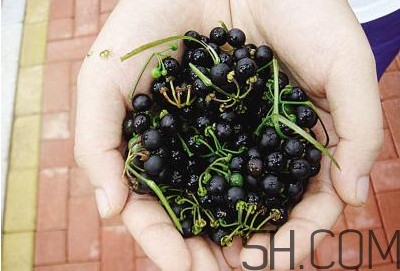 龍葵果泡酒有什么功能？龍葵果的功效與作用