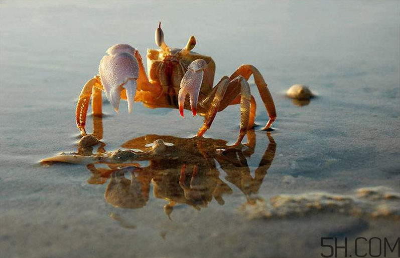 螃蟹的生活習(xí)性是怎么樣的？螃蟹的選購技巧