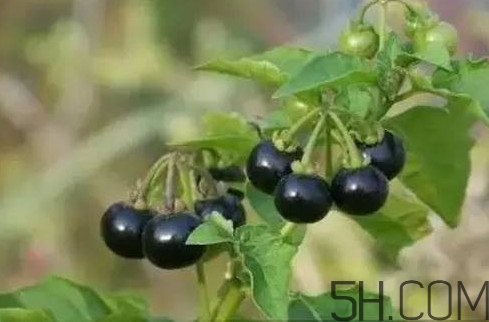 孕婦可以吃龍葵果嗎？龍葵果怎么泡酒