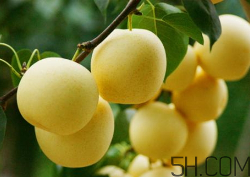 雪梨可以放冰箱嗎？雪梨怎么保存？