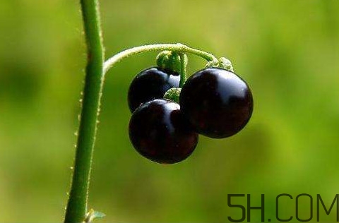 龍葵果可以治療近視眼嗎？龍葵果可以泡水喝嗎