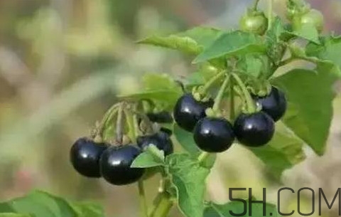 龍葵果可以治療近視眼嗎？龍葵果可以泡水喝嗎