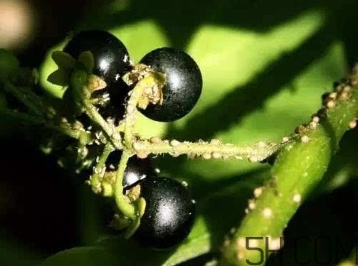 黑天天能吃嗎？黑天天泡蜂蜜好嗎