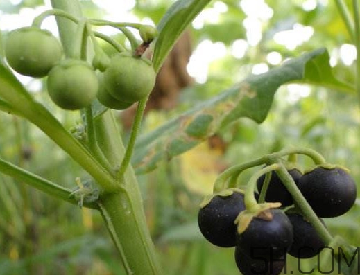 龍葵果可以治癌癥嗎？吃龍葵果有什么好處