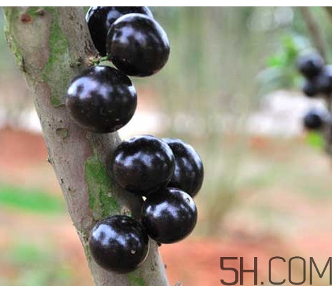 樹葡萄皮和核能吃嗎？樹葡萄多久結(jié)果