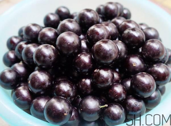 樹葡萄怎么種植？樹葡萄要多少年才掛果