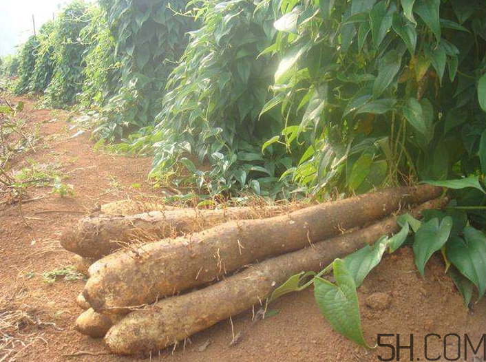 吃山藥會(huì)胖嗎？山藥去皮的技巧