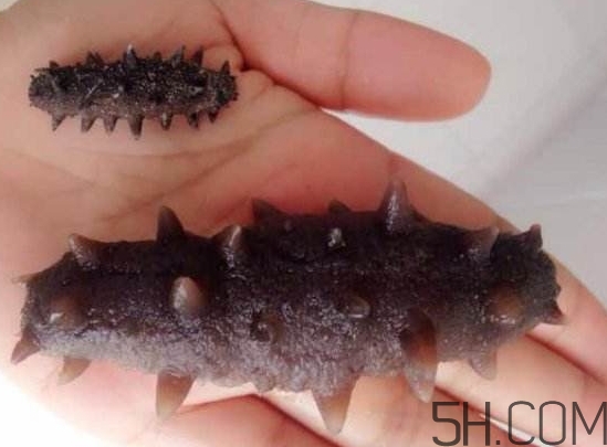 海參是海鮮嗎？海參是動物還是植物？