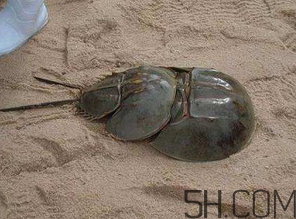 中華鱟能吃嗎？中華鱟怎么讀