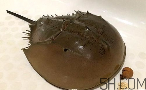 中華鱟是保護動物嗎？中華鱟和圓尾鱟的區(qū)別