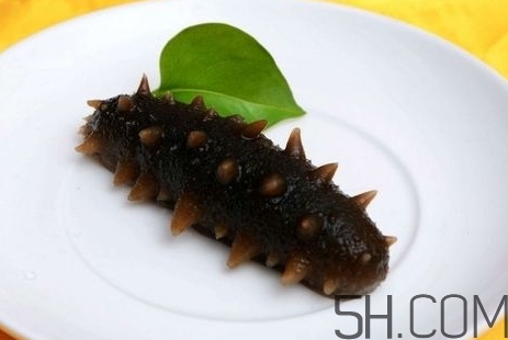 海參是高蛋白食物嗎？海參是素食嗎？