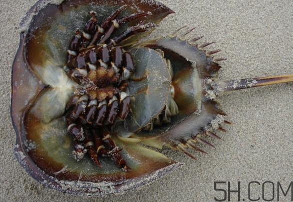 中華鱟多少錢一斤？中華鱟有什么藥用價(jià)值