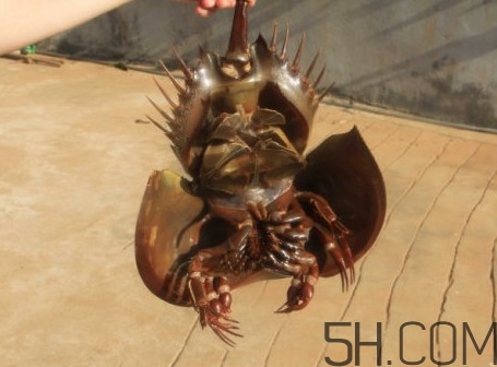 中華鱟有毒嗎？中華鱟的血是什么顏色？