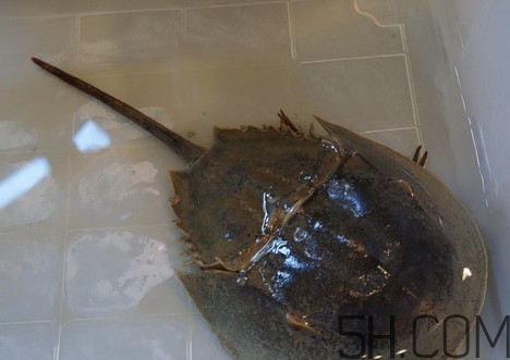 馬蹄蟹有毒嗎？馬蹄蟹能吃嗎