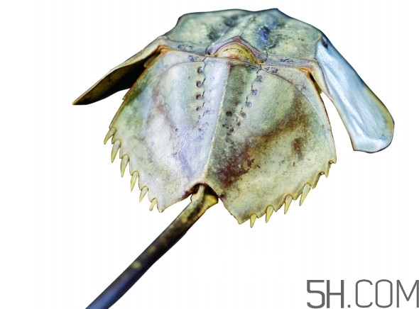 馬蹄蟹好吃嗎？馬蹄蟹怎么吃